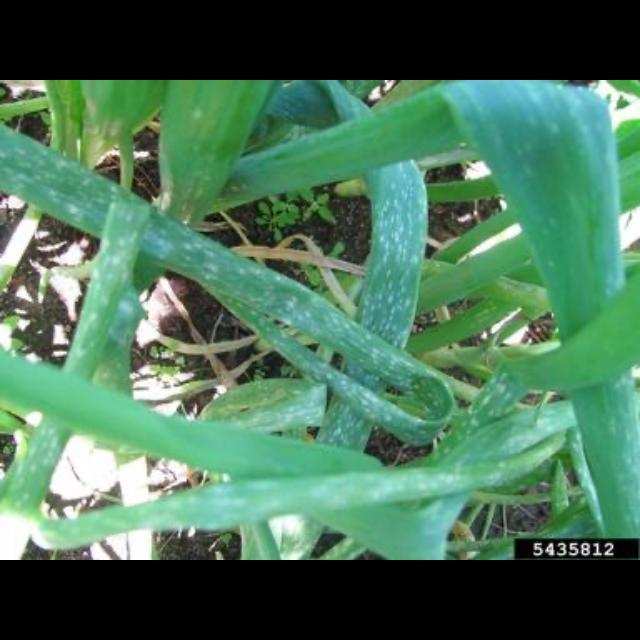 Botrytis Leaf Blight